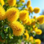 Mimosa : Guide complet pour réussir sa plantation, sa taille et son entretien