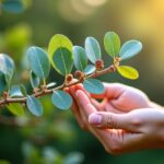 Eucalyptus gunnii : découvrez ses vertus naturelles et ses éventuels effets secondaires