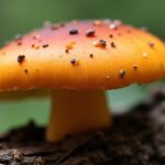 Champignon orange sur bois mort : comment l'identifier, ses traits distinctifs et dangers potentiels